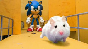 Лабиринт для хомяков: самый большой в мире лабиринт для хомяков