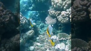 Королевский ангел, зебры, огромные бабочки.... Park Regency Sharm El Sheikh Resort!