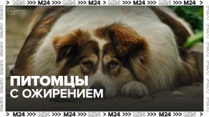 В Москве домашние животные стали чаще страдать ожирением