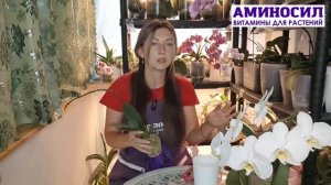 Азиатские орхидеи и всё, что нужно о них знать - рассказывает Ирина Давтян - мир орхидей с Аминосил.