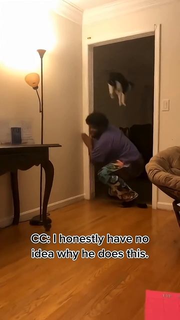 Приколы с кошками.