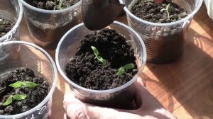 Добавляю грунт в стаканчики с рассадой