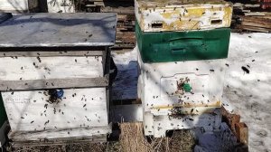 10марта +12   ПЕРВЫЙ активный ОБЛЕТ пчёл