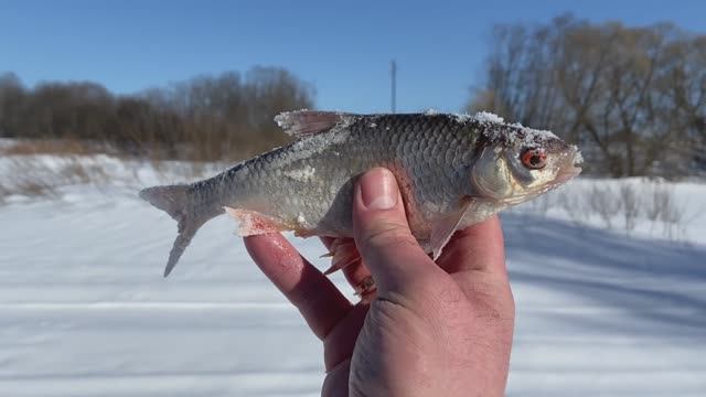 На рыбалку на лыжах. Разведка нового места #9