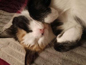 рисую свою кошку