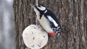 Немного про дятла