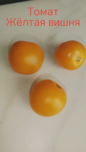 Томат Жёлтая вишня, индетерминантный. #томатжелтаявишня, #индетерминантныйтомат, #томатдлятеплиц