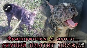 ФРАНЦУЗСКИЙ БУЛЬДОГ С АВИТО:блохи, кожные проблемы и куча другой головной боли. Скупой платит дважды