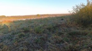 охота с лабрадором на утку