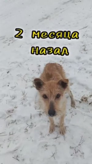 Снег может быть разным...Счастье Рыжих