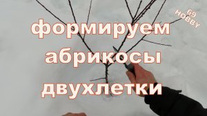 Весенняя обрезка абрикоса! Двухлетки! Три примера