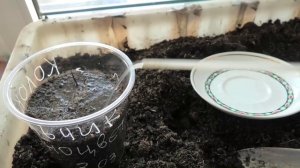 Первые всходы колокольчика молочноцветкового на рассаду