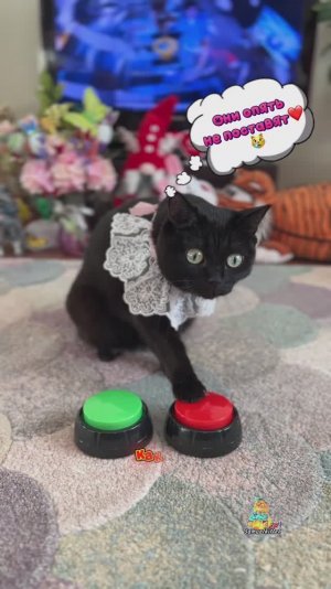 Соня думает, что вы не поставите 👍 Докажем, что она ошибается?😸 #котиксамуэль #кошкасоня #котики