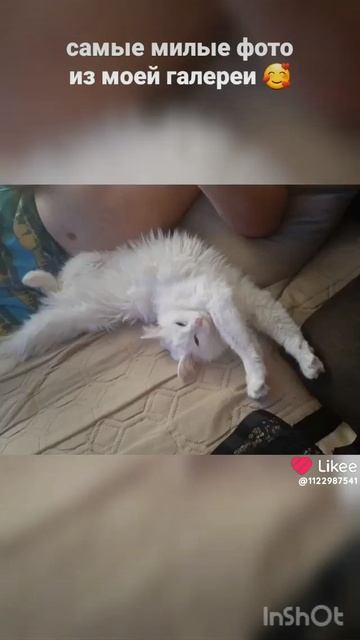 видео из лайка