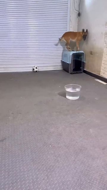 #приколы #юмор #прикол #смешно #собаки #собака #щенок #щенки #топ #топчик #роликдня #видеодня #лучше