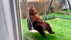 NEW! BRAIN TIME.  ЖИВОТНЫЕ НЕ ЗНАЛИ, ЧТО ВО ДВОРЕ БЫЛА КАМЕРА, И СДЕЛАЛИ ЭТО!