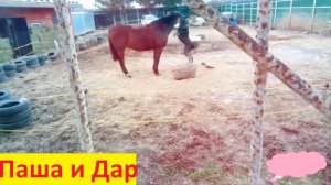 Лучшие друзья