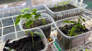 Обзор моей рассады на 9 марта.