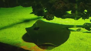 Скат. Вид снизу