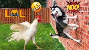 Приколы с животными🤗 Смешные видео про животных 🤗СМЕШНОЕ ВИДЕО😍 Наши любимые смешные животные