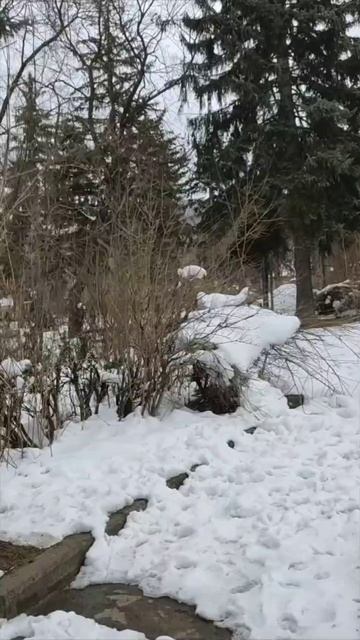 ❤️A💙R🧡M✝️E📖N✊I🗻A🇦🇲. #armenia #music #cavdtanem #steps #iarmen