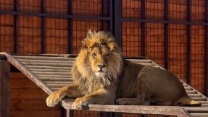 Шерхан - моя счастливая звезда Стихи о Шерхане от Екатерины.