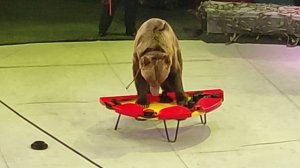 Медведь-интеллектуал: как он выталкивает плашки в лабиринте