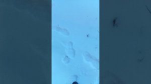 теги(ФИГОВЫЕ) на праздник 8 подписчиков и 2 лайка (в следующий раз постараюсь получше)(: