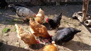 Солнышко и курочки