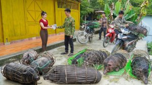 Продаю свиней после года выращивания. Покупаю поросят для нового вскармливания. Нхат. Вьетнам