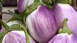 Баклажаны 🌱