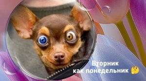 Вторник как понедельник