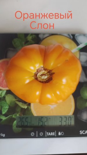 Томаты Оранжевый слон и Красный слон. #дегустация, #томаты, #взвешивание, #сорт, #оранжевыйслон