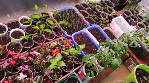 Обзор рассады для огорода на 10 марта сезон 2026! Сеем однолетние флоксы.