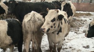 Без бумаг и гарантий: новосибирские сельчане в отчаянии из-за жёстких карантинных мер