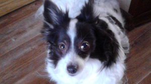 Собаки барабаки лучшие друзья! #собаки