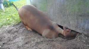 125 2019.04.13_10.11.06 Маня роет под теплицу.