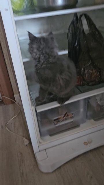 Мейн-Кун на завтрак!