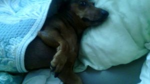 117 2019.02.28_10.11.51 Манька дрыхнет под одеялом.