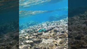 Принц во всей красе! И зебры! Park Regency Sharm El Sheikh Resort!