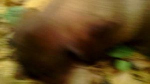 111 2018.11.19_10.50.09 Маня вторую мышь поймала.