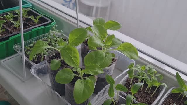 Они прут как на дрожжах!🌱🌱🌱Обзор рассады на 10.03.26г.🌱🌱🌱