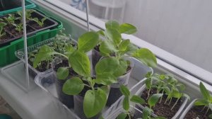 Они прут как на дрожжах!🌱🌱🌱Обзор рассады на 10.03.26г.🌱🌱🌱