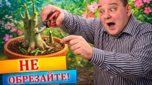 Три мифа об обрезке адениума