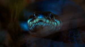 Ты — яд 🎧 МУЗЫКА 🎵.  текст 🎶 мой, исполнение сгенерировано нейросетью .