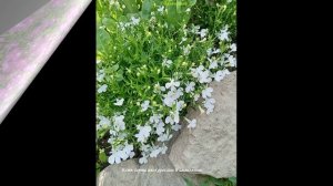 ЛОБЕЛИИ  В МОЁМ САДУ.
