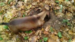 108 2018.11.19_10.33.49