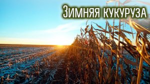 Зимняя кукуруза