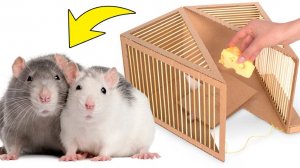 Как сделать безвредную крысиную ловушку из картона