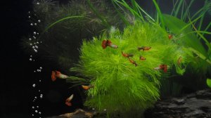 Аквариум🐠🐠🐠🐠